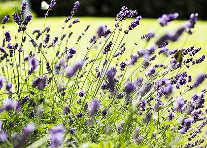 lavender, flower, plant, blossom, bloom, garden, nature