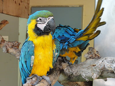 ara, parrot, bird, yellow, blue, macaw, animal