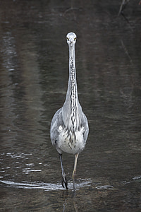 heron, grey heron, fish eater, bird, plumage, water, water bird
