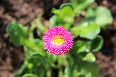 Bellis, Daisy, vaaleanpunainen, Bellis filosofia, Blossom, Bloom, kukka