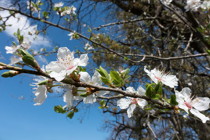 Mirabelle, Blossom, Bloom, fehér, a Prunus domestica subsp, syriaca, sárga szilva