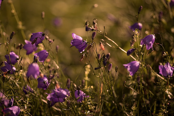 apvalus salotinės bellflower, katilėlis rotundifolia, gėlė, violetinė, pažymėti gėlė, Gamta, žiedų