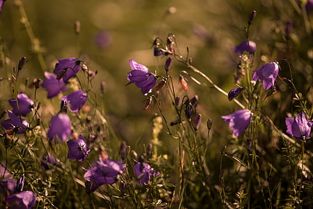 круглі широколистяних bellflower, Дзвоники круглолиста, квітка, фіолетовий, загострених квітка, Природа, цвітіння