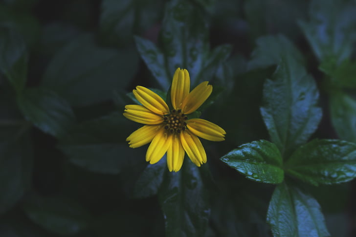 close, view, yellow, flower, beside, green, leaves