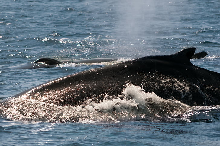 balena, oceà, Monterey, Califòrnia