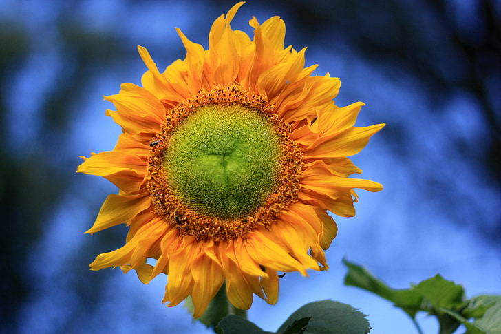 bunga matahari, kuning, musim panas, tanaman, warna, alam