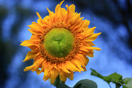 suncokret, žuta, ljeto, biljka, boja, priroda
