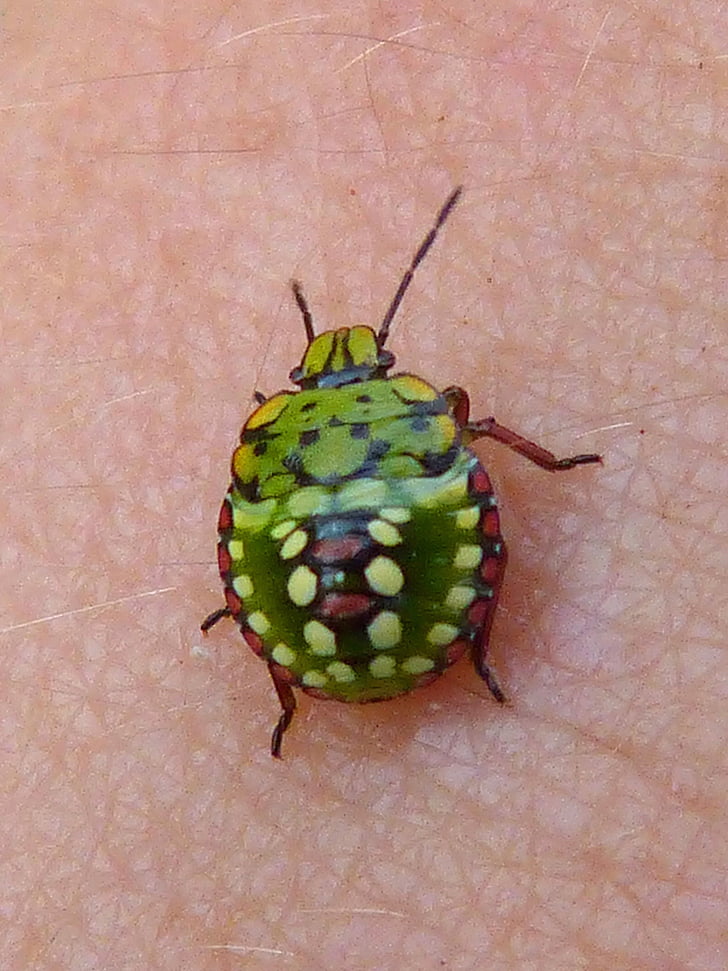 beetle, green, colors, insect, skin, hand, nature