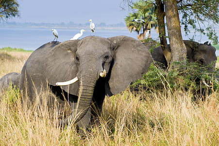 象, マーチソンフォールズ国立公園, ウガンダ, 哺乳動物, 野生動物, 草, サファリ