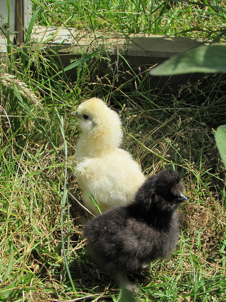yngling, kycklingar, lite, gård, chick