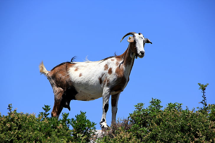 goat, greece, curious, livestock, domestic goat, zakynthos, animal