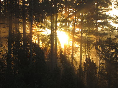 Wschód słońca, rano, krajobraz, lasu, jesień, Natura