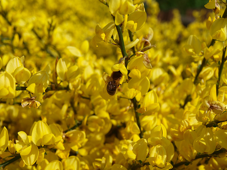 oilseed hiếp dâm, hãm hiếp hoa, màu vàng, lĩnh vực rapeseeds, Blossom, nở hoa, mùa xuân