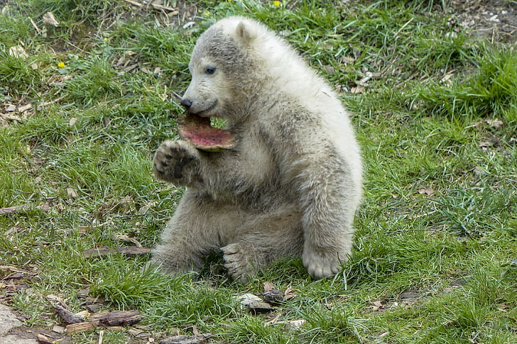 beruang kutub, Cub, hewan, Mamalia, alam, satwa liar, Arktik