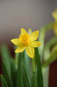Narcis, tavaszi, sárga, húsvéti virág