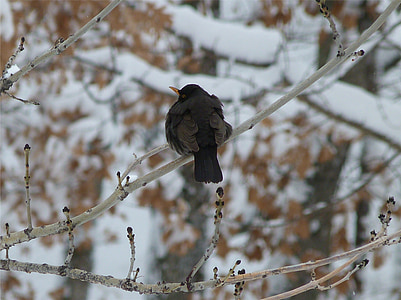 นก, สัตว์, merle, สีดำ, ฤดูหนาว, หิมะ, เย็น