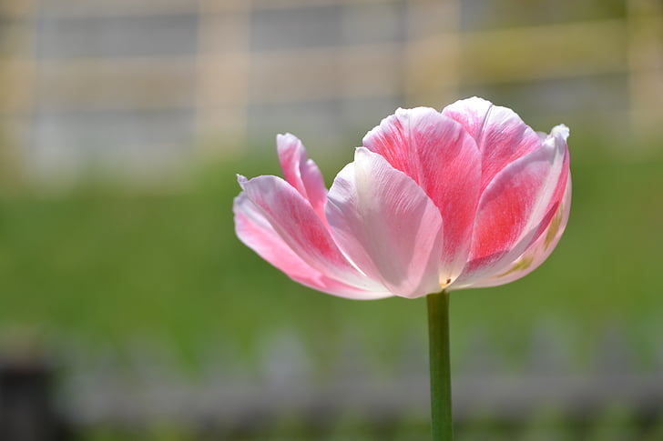 Tulip, bunga, Blossom, mekar, merah muda