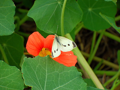 valge liblikas, punane lill, rohelised lehed
