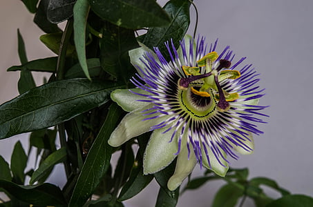 flower, blossom, bloom, close, passion flower, exotic blossoms