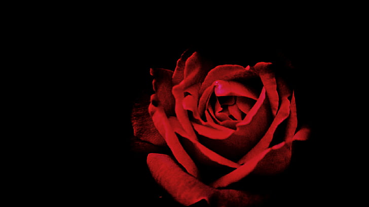 red, petal, roses, flower, dark, rose - Flower, nature