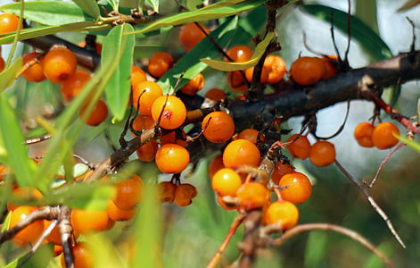 argousier faux-nerprun, fruits, petits fruits, orange, rouge, Bush, pruinées