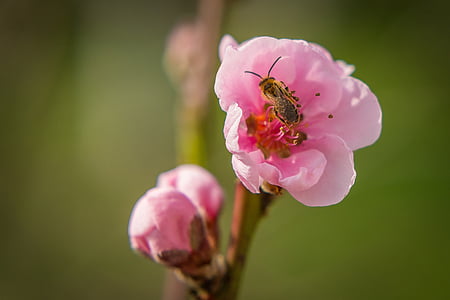 Blossom, Bloom, Bee, insekt, nektar, sort, blomst