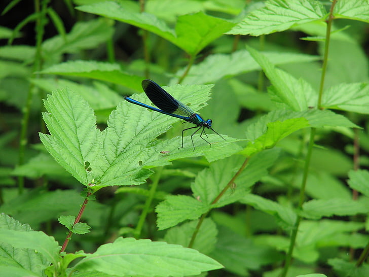 dragonfly, insect, nature, macro, wings, blue, leaf