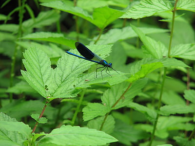 Dragonfly, insectă, natura, macro, aripi, albastru, frunze