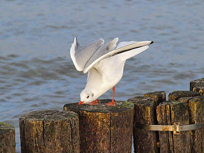seagull, water bird, plumage, stretch, departure, coast, baltic sea