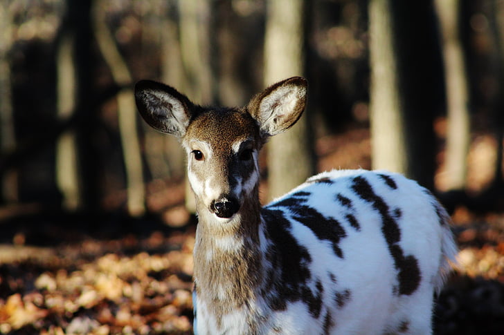 spotted, deer, wildlife, mammal, nature, brown, animals