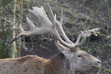 sika deer, horned, antler, pride, wildlife photography, animal