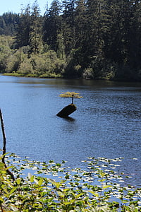 остров Ванкувър, дърво, малко дърво, природата, вода, езеро, на открито