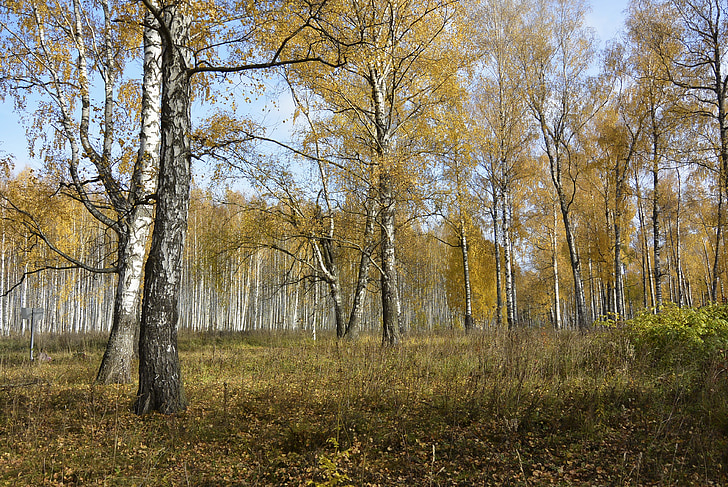 skov, efteråret skov, efterår, natur, i efteråret, gul, blade