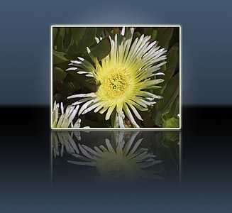 amarillo, flor, naturaleza, planta, marco de la, reflexión, espejado