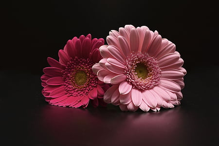 gerbera, flowers, pink, gerbera Daisy, daisy, petal, flower