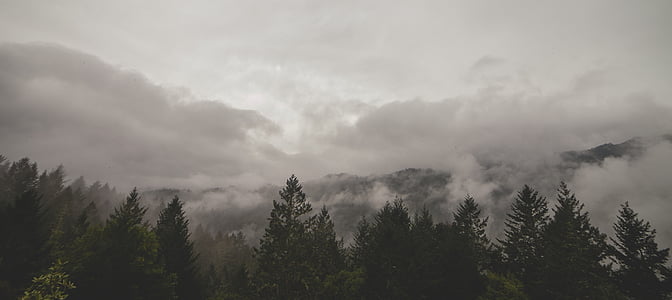 fák, köd, felhők, táj, erdő, köd, fény