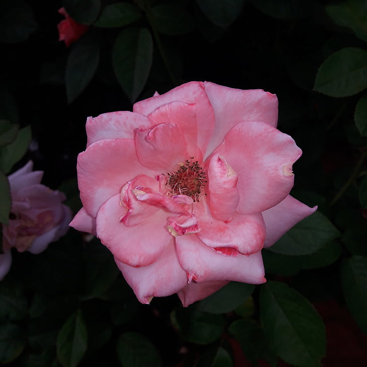 Rosa, flor, natura, Rosa, flor rosa