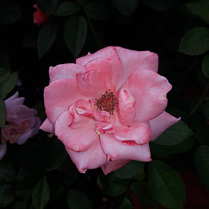 a crescut, floare, natura, Rosa, floare roz