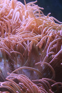 Anemone de, sota l'aigua, Aquari, Mar, animal, escull, natura
