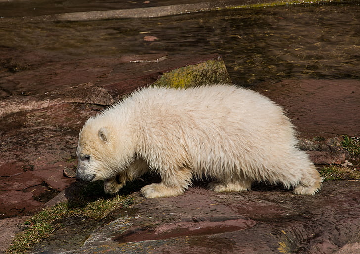 musim semi, beruang kutub, hewan muda, Charlotte, anak beruang kutub, Tiergarten, Nuremberg