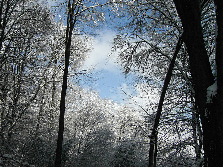 cel d'hivern, bosc, arbres, arbre, natura, l'hivern, branca