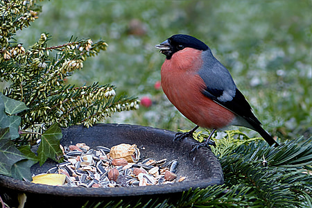 bird, bullfinch, pyrrhula, male, winter, food, nature