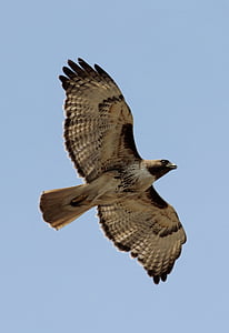 red tailed hawk, bird, raptor, wildlife, flying, hunter, predator