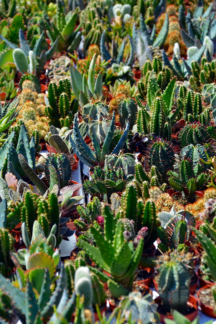Kaktus, sokkulenten, rośliny zielone, ciernie, żądło, kłujące, kolczasty