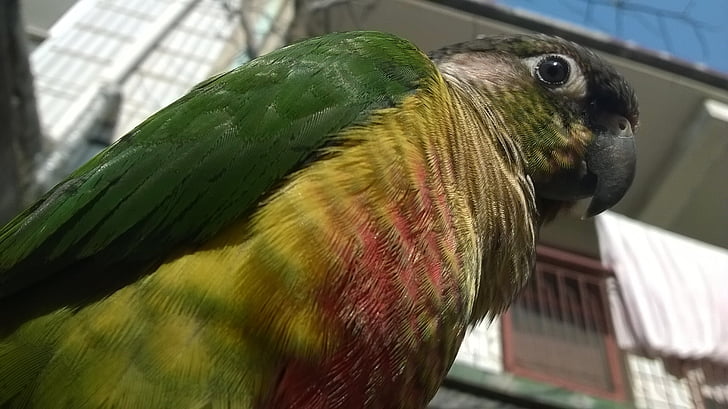 pássaro, papagaio, conure, verde, amarelo, vermelho