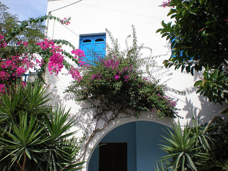 santorini, flowers, greek island, greece, street view