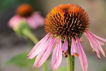 echinacea, sun hat, blossom, bloom, faded, flower, nature