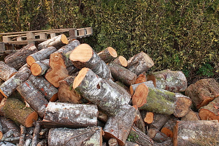 莉娜, 冬天, 砍柴, 树干, 木材, 首页, 木材-材料