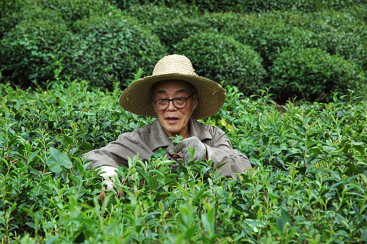 plantation, tea, man, harvest, longjin