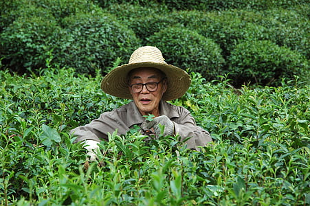 ültetvény, tea, ember, betakarítás, longjin